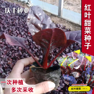 红叶甜菜种子紫叶根达菜金叶甜菜种子庭院阳台盆裁种植四季夏播春