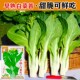 早熟白菜苔种子菜种籽秋冬季 菜薹种籽 种白菜心种孑蔬菜种四季