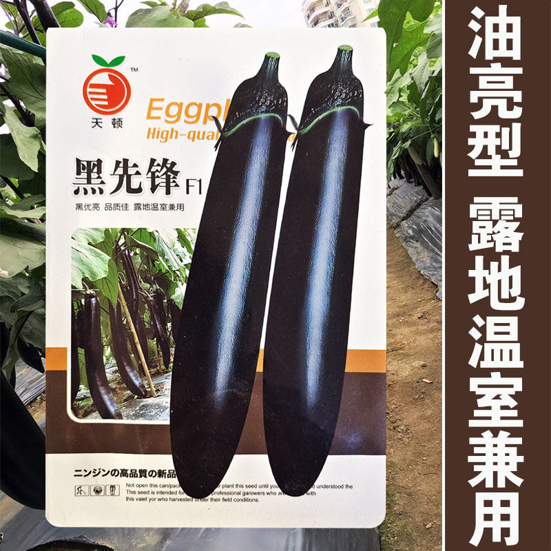 黑先锋紫长茄种子蔬菜种孑早熟高产四季茄子籽顺直特大黑娇子长