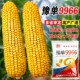 高产饲料玉米种子大田高产量豫单9966增产杂交种籽孑南方正品 良种