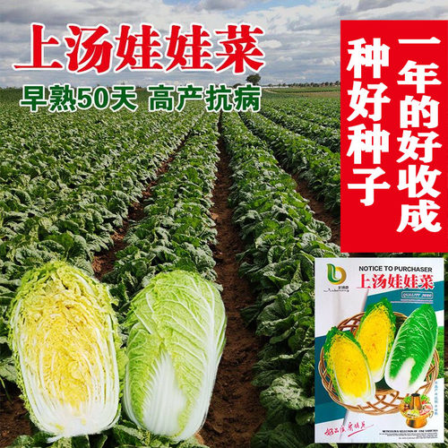 上汤生长快春季娃娃菜种子