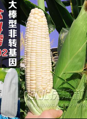 苏科糯1902矮杆大棒糯玉米种子高产抗病甜鲜食早熟白甜糯玉米种子