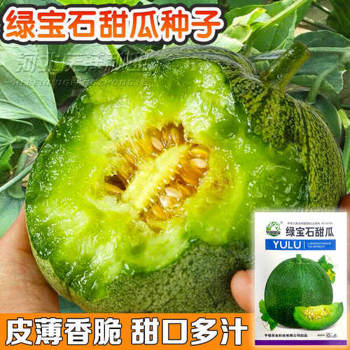 四季超甜薄皮高产早熟脆瓜绿宝石