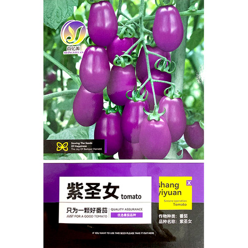 西红柿阳台盆栽紫色番茄种子