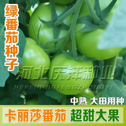 贼不偷西红柿种子东北绿柿子绿番茄种籽口感脆甜草莓番茄包邮