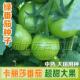 贼不偷西红柿种子东北绿柿子绿番茄种籽口感脆甜草莓番茄 包邮