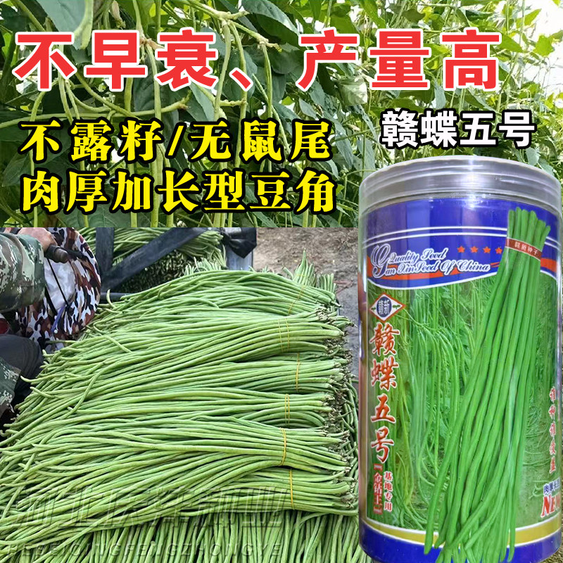 耐热抗高温豇豆种子赣蝶五号肉厚夏播长豆角豇豆种籽翠绿耐湿高产