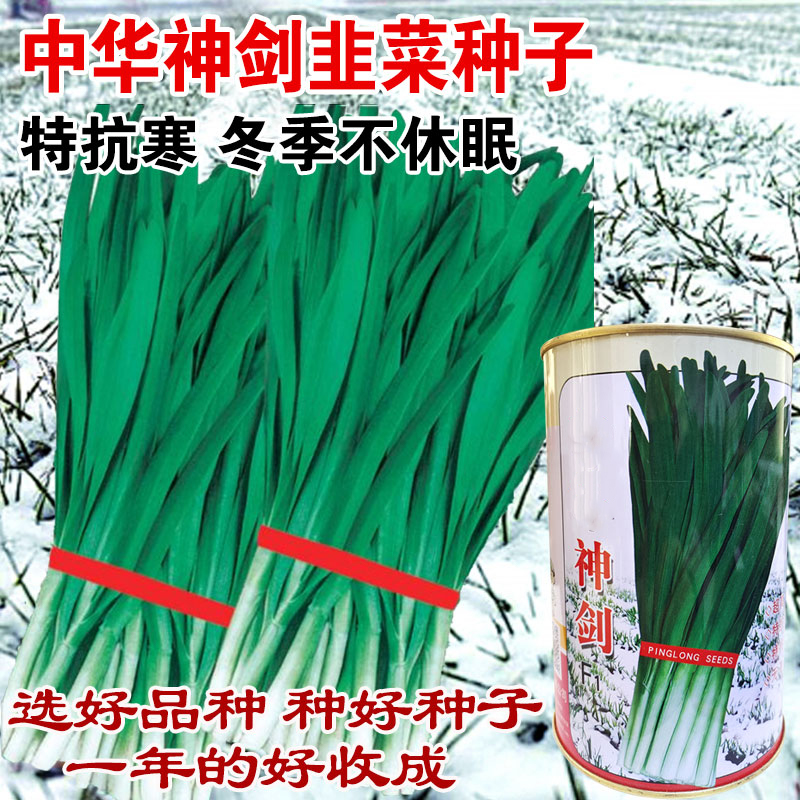 韭菜种子全年无休眠宽叶