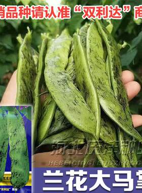 油豆角种子大马掌四季蔬菜