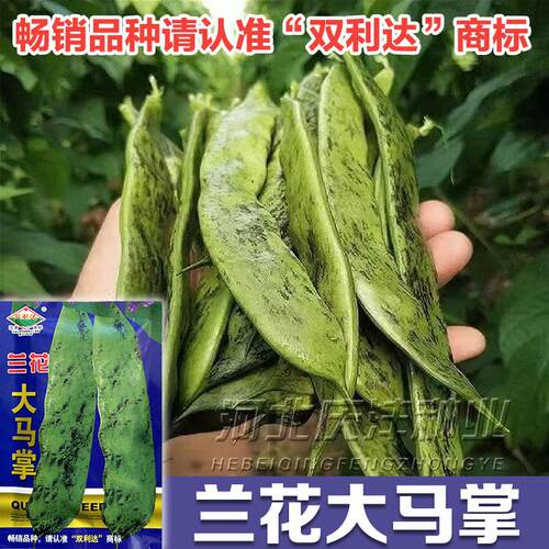油豆角种子大马掌四季蔬菜