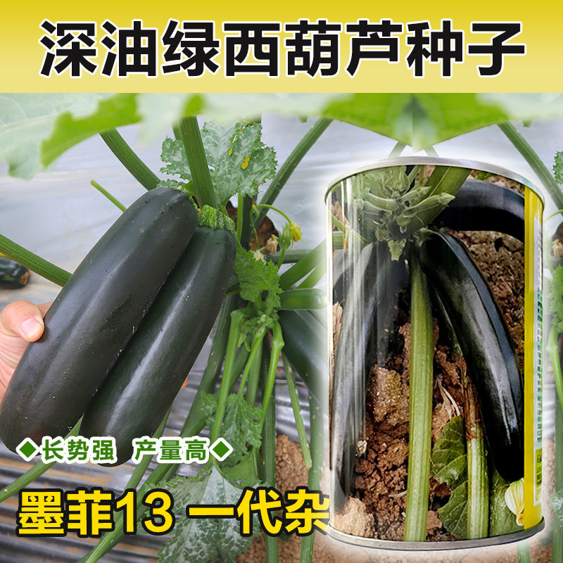 墨玉西葫芦种子春秋黑皮西葫芦好吃脆甜黑绿有光泽的黑西葫芦种籽