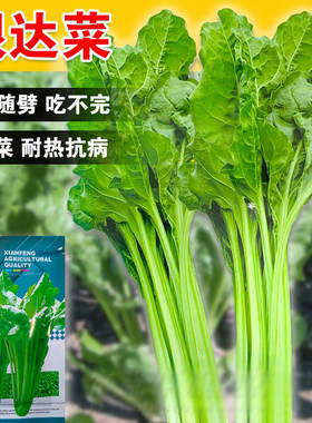 根达菜种子牛皮菜厚皮菜南方甜菜四季春季蔬菜籽庭院易种高产抗病
