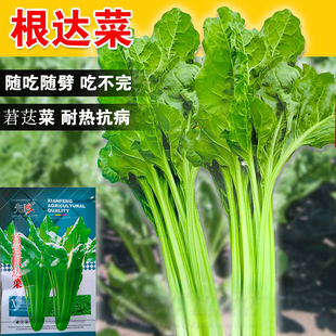 根达菜种子牛皮菜厚皮菜南方甜菜四季春季蔬菜籽庭院易种高产抗病