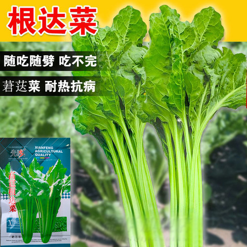 根达菜种子牛皮菜厚皮菜南方甜菜四季春季蔬菜籽庭院易种高产抗病