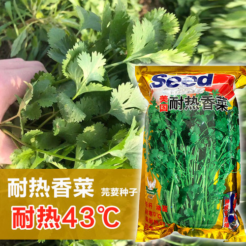 耐热香菜种籽高温夏季夏天种植