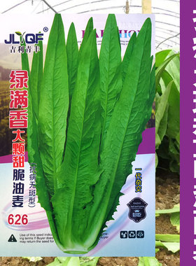 大棵甜脆油麦种子四季油麦菜籽甜脆油麦菜种子春秋播大田基地专用