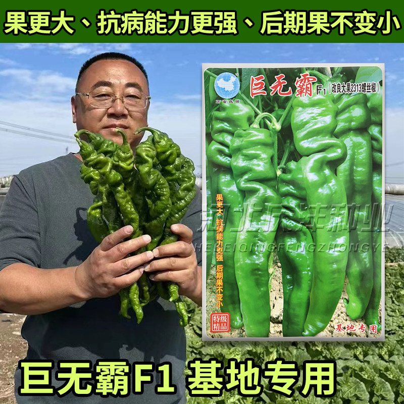 巨无霸F1辣椒籽螺丝椒种子薄皮大田春秋播种辣椒种籽特大果螺丝王