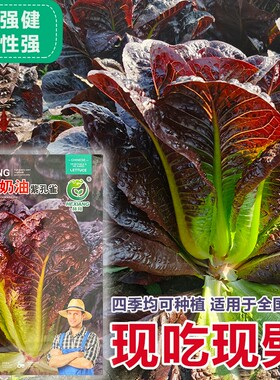 奶油孔雀菜种子 农田菜园可四季盆栽紫色脆嫩罗马直立生菜蔬菜籽
