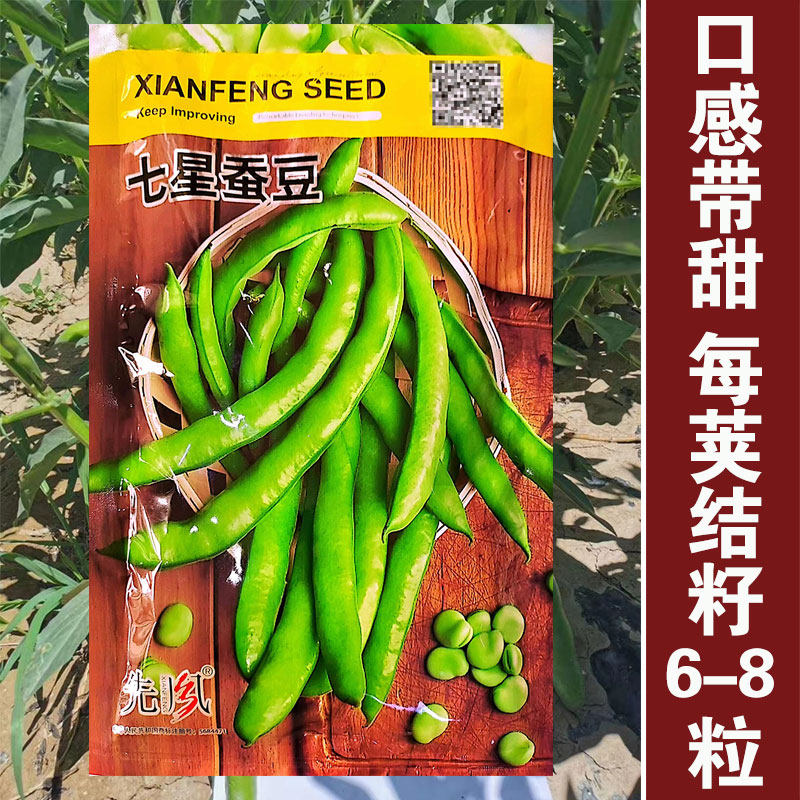 七星蚕豆种子特大高产胡豆种子大粒高产种子春秋播大田基地豆香面