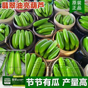 西葫芦种子中早熟高产翠绿油亮型长棒耐低温丰产大田西胡芦种籽孑