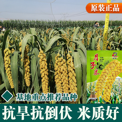 好吃的月子小米黄米真好吃