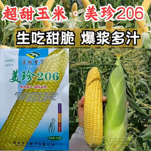 宝丰美珍206生吃甜脆玉米种子