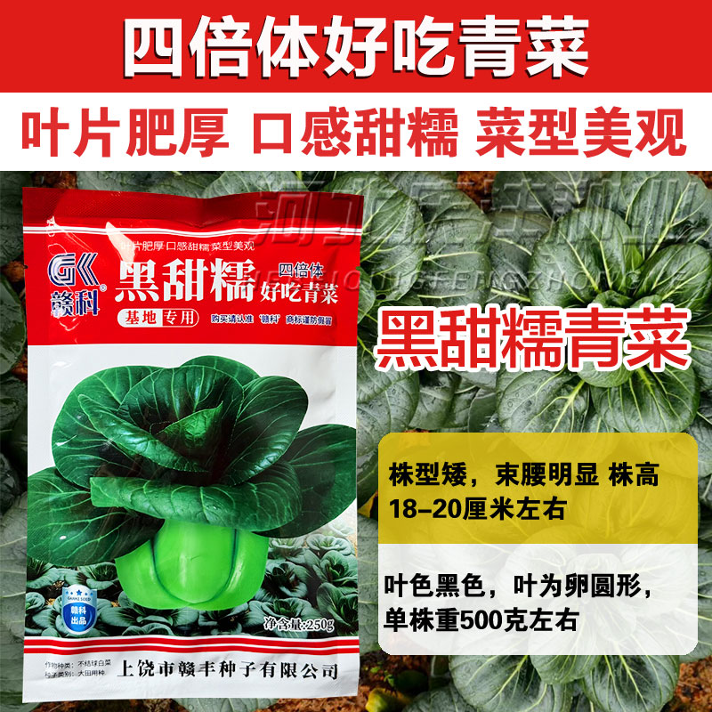 赣科黑甜糯青菜黑叶矮脚青种子矮脚苏州青青梗菜油菜大头耐热耐寒
