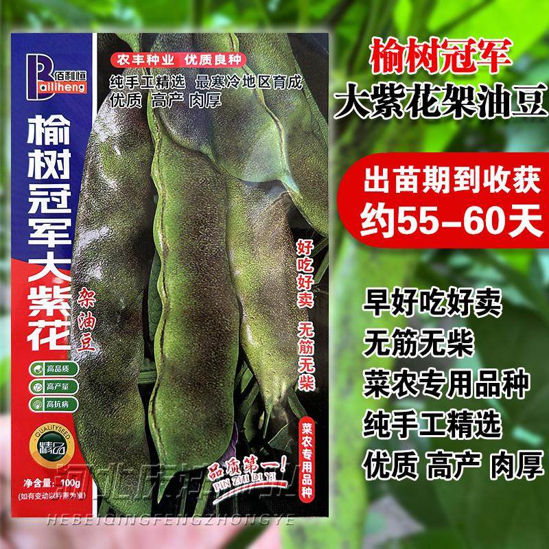 三叶紫花东北油豆角种籽紫花芸豆种子大宽荚春季蔬菜孑高产早熟大
