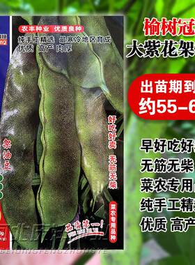 三叶紫花东北油豆角种籽紫花芸豆种子大宽荚春季蔬菜孑高产早熟大