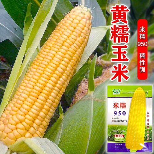 东北玉米黏玉米粘玉米种子甜粘糯米糯950玉米籽早熟大棒春夏季播