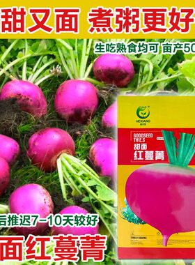 红蔓菁种子大田菜地高产耐贮存