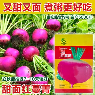 红蔓菁种子 大田菜地高产耐贮存耐热广适蔓菁芜菁籽易种植原厂