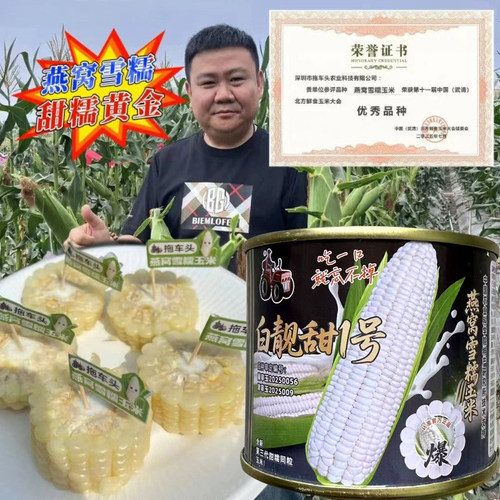 白靓甜1号高产大棒甜糯玉米种