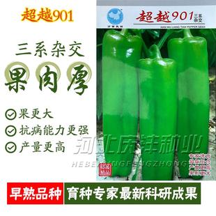 大牛角椒种子杂交深绿果皮青椒早中熟辣椒籽牛角椒辣椒特大果早熟