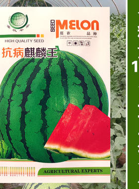 麒麟西瓜种子薄皮超甜