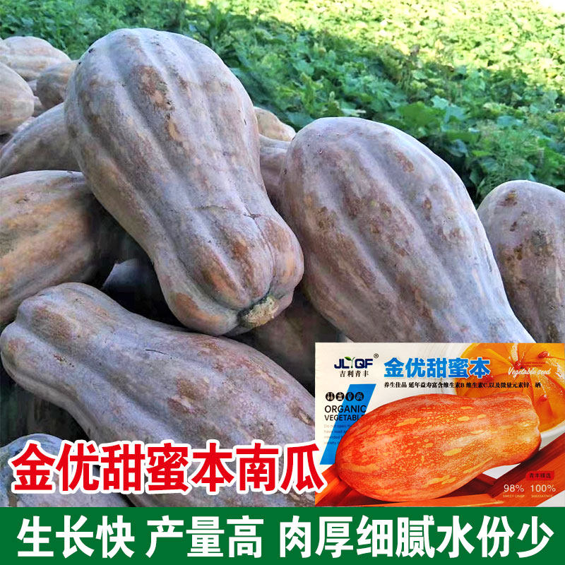 金优蜜本南瓜种子甜面细腻肉质面南瓜籽春秋四季高产南瓜种子