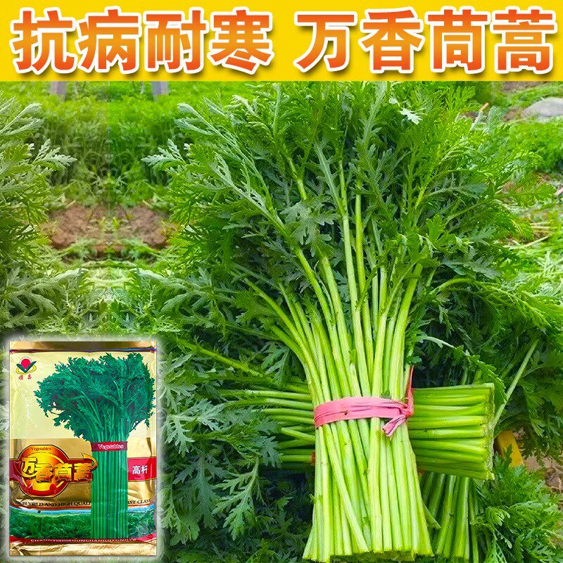 小叶茼蒿种子茼蒿菜籽种光杆大叶茼蒿籽蒿子秆高杆皇帝菜秋季蔬菜