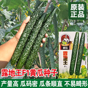 露地王黄瓜种子农田菜园瓜条顺直瓜深绿果肉淡绿长黄瓜蔬菜种