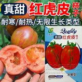 真甜红虎皮柿子种子圣女果种子籽耐热无限生长类型水果型番茄种子