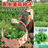 Семена парфюмерной мяты многолетние, их легко выращивать в любое время года. Семена съедобной мяты, семена цветов, цветы в горшках, семена цветов растений.