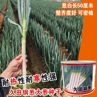 久田钢葱种子日本铁杆大葱种子山东章丘葱籽高产耐热耐寒基地种植