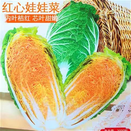 春秋红心娃娃菜大白菜种子种子天津麻叶大白菜种子四季播种蔬菜种