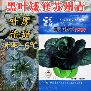 黑叶矮脚苏州青种子籽四倍体矮脚黑叶小青菜种籽高产抗病耐寒蔬菜