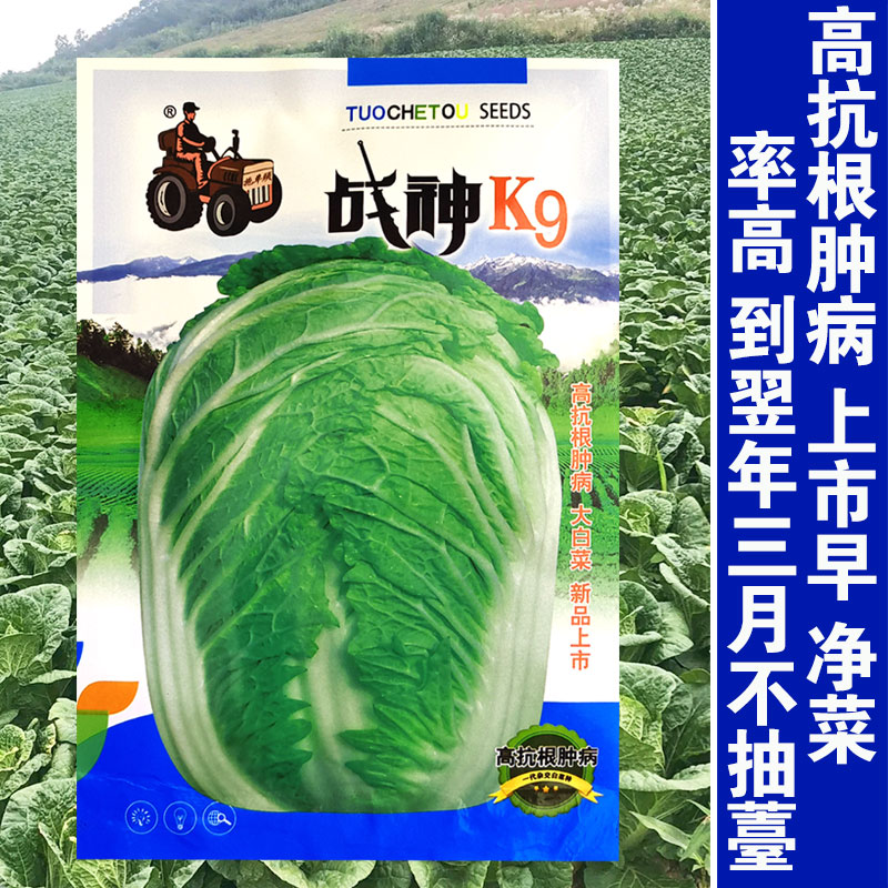 战神K9大白菜种子抗根种病