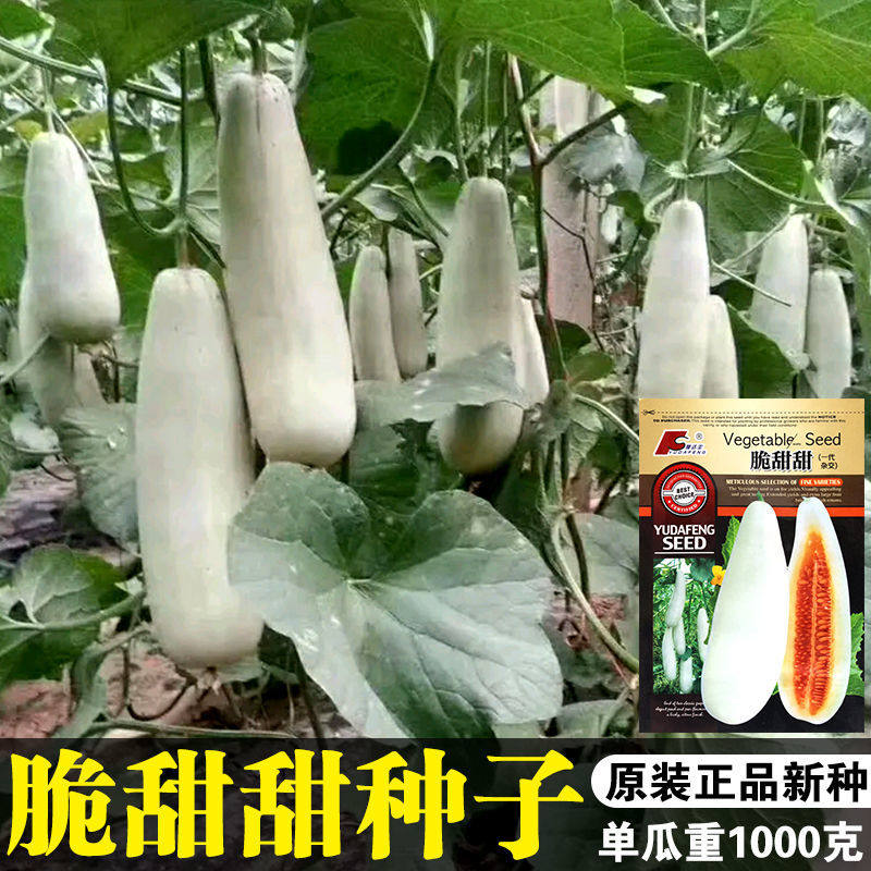 超甜白皮羊角蜜羊角脆脆甜甜酥瓜甜瓜种子皮超薄白玉羊角蜜瓜种子