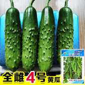 全雌水果黄瓜种子节节有瓜苗秧脆甜好吃强雌油亮大黄瓜种籽蔬菜孑