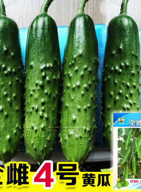 全雌水果黄瓜种子节节有瓜苗秧脆甜好吃强雌油亮大黄瓜种籽蔬菜孑