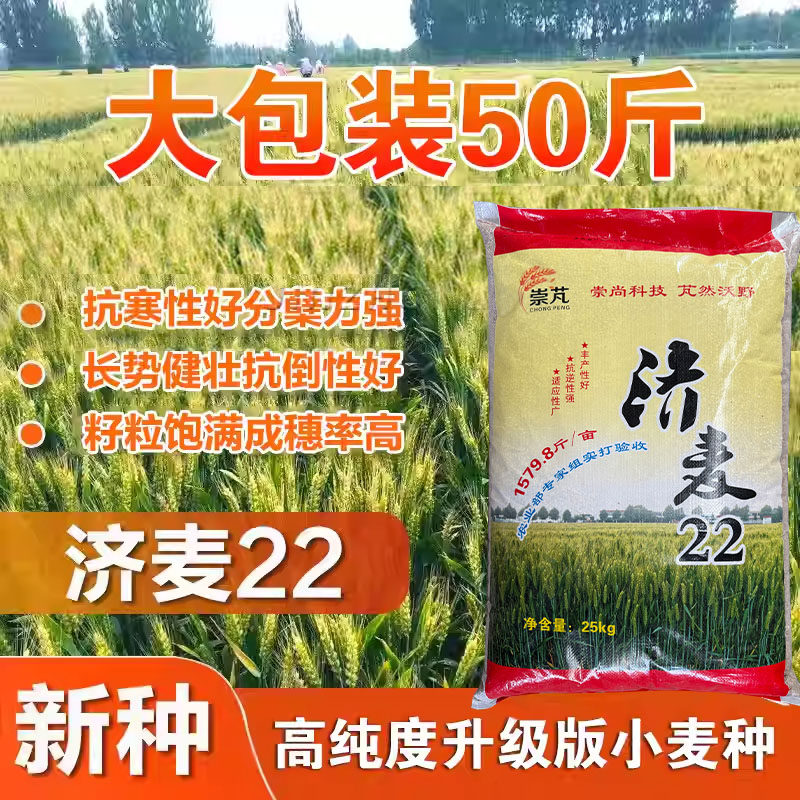 国审济麦22小麦种子优质强筋麦