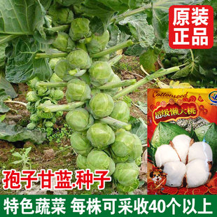 抱子甘蓝孢子甘蓝种子苗蔬菜种籽紫子持小包菜卷心菜包心菜孑菜种