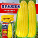 黄糯粘玉米种子黄金甜粘糯大棒玉米 糯玉米种子蔬菜种子皮薄糯甜